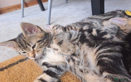 Mixed Breed cats for sale: 5 beautiful kitten ready to go. (Price negotiable) - Image 5