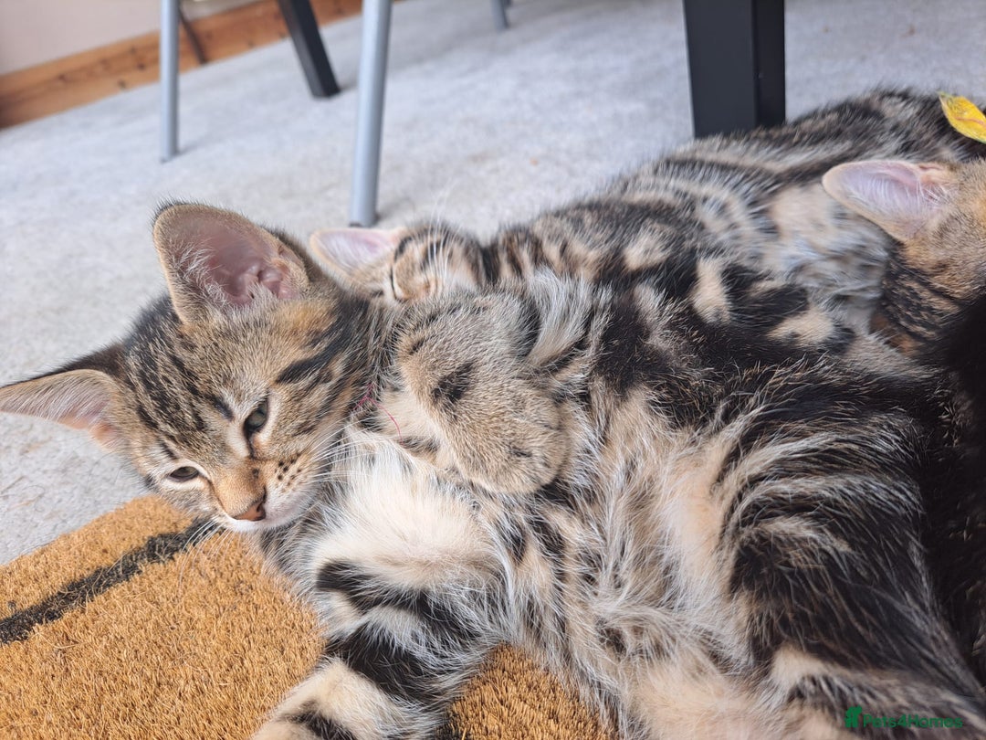 Mixed Breed cats for sale: 5 beautiful kitten ready to go. (Price negotiable) - Image 5