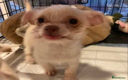 Chihuahua dogs for sale: Chihuahua babies ready now - Image 12