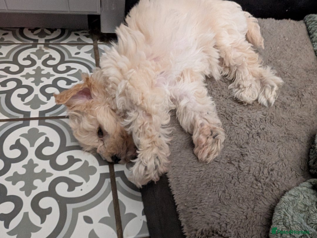 Maltipoo dogs for sale: Last Beautiful tiny female puppy available  - Image 4