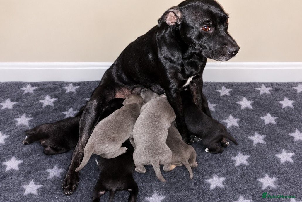 Staffordshire Bull Terrier dogs Staffordshire bullterrier pups - Advert 1
