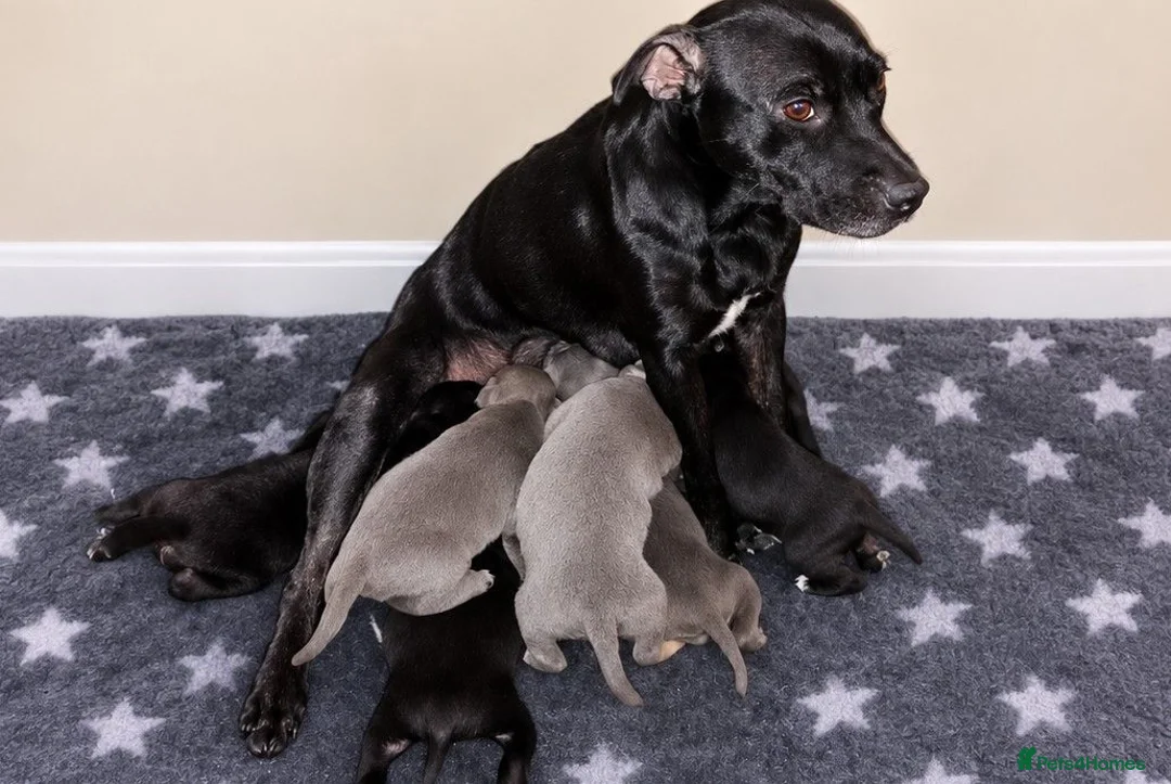 Staffordshire Bull Terrier dogs for sale: Staffordshire bullterrier pups - Advert 1