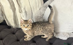 Brazilian Shorthair cats for sale: Last 2 gold tabby left ****READY TO GO ***** - Image 2