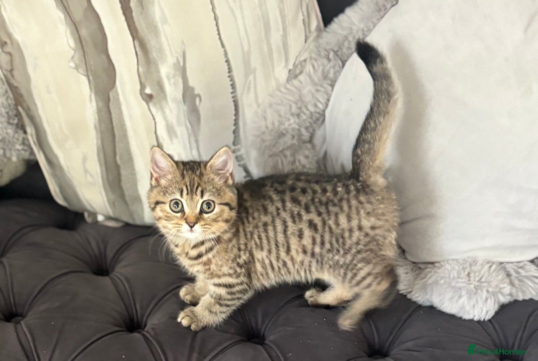 Brazilian Shorthair cats for sale: Last 2 gold tabby left ****READY TO GO ***** - Image 2