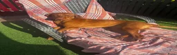 Hungarian Vizsla dogs for sale: 2 year old stunning athletic beautiful girl - Advert 6