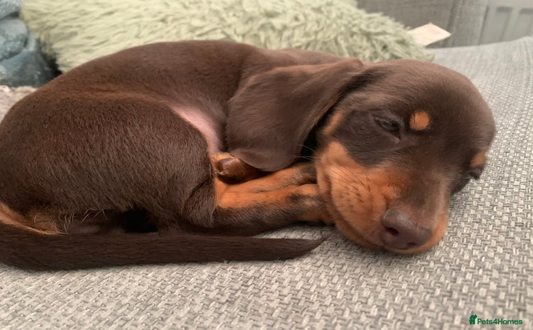 Miniature Dachshund dogs Miniature Dachshund Girls *READY NOW* - Advert 1