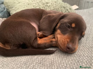 Miniature Dachshund dogs Miniature Dachshund Girls *READY NOW* - Advert 1