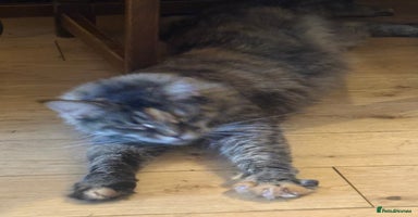 Maine Coon cats - Advert 8