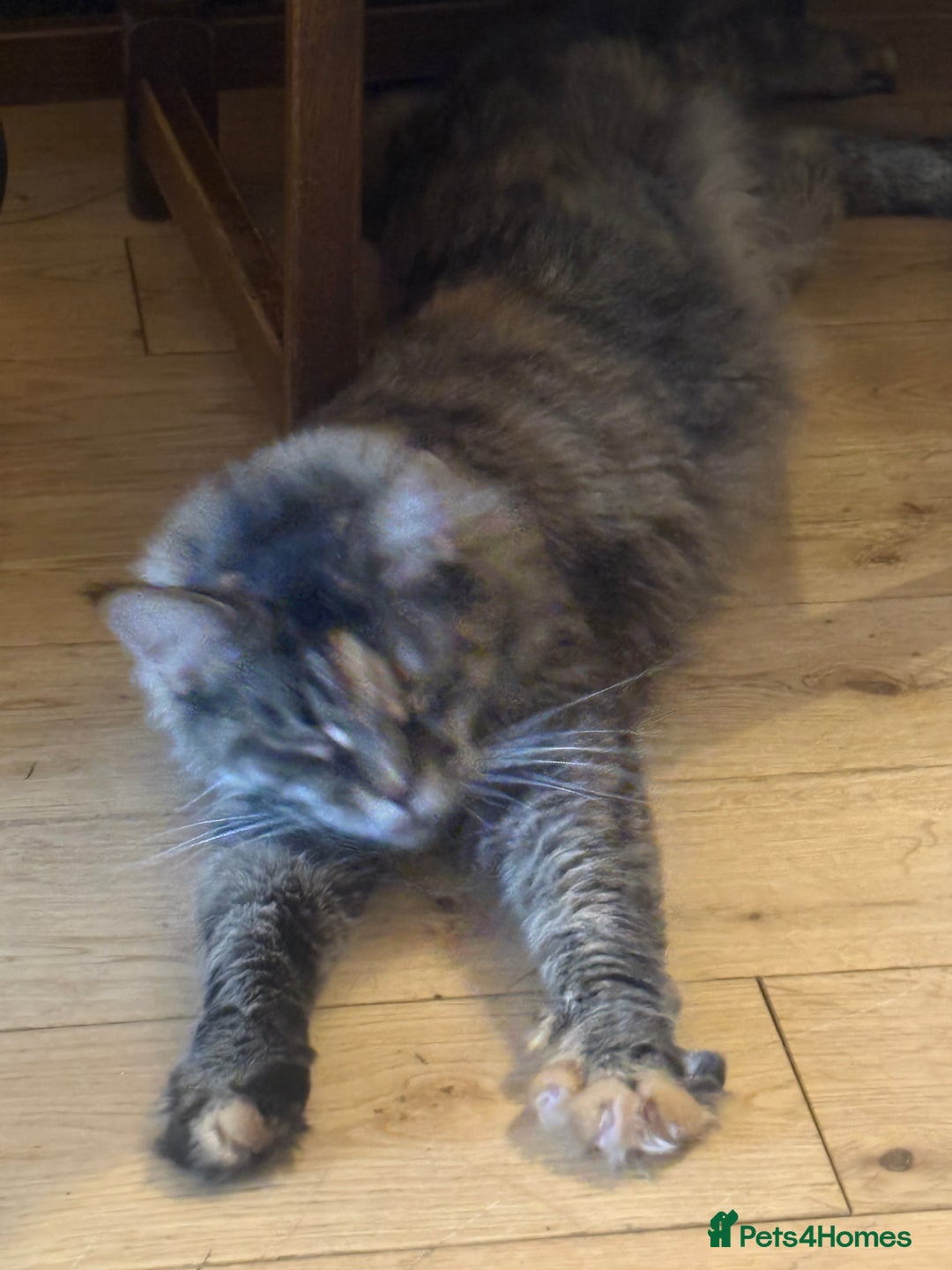 Maine Coon cats for sale: Main coon  - Image 2