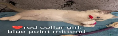 red collar girl , blue point mitted ragdoll kitten  