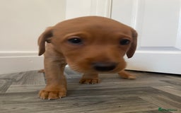 Labrador Retriever dogs for sale: Red Fox Labrador Puppies  - Image 7