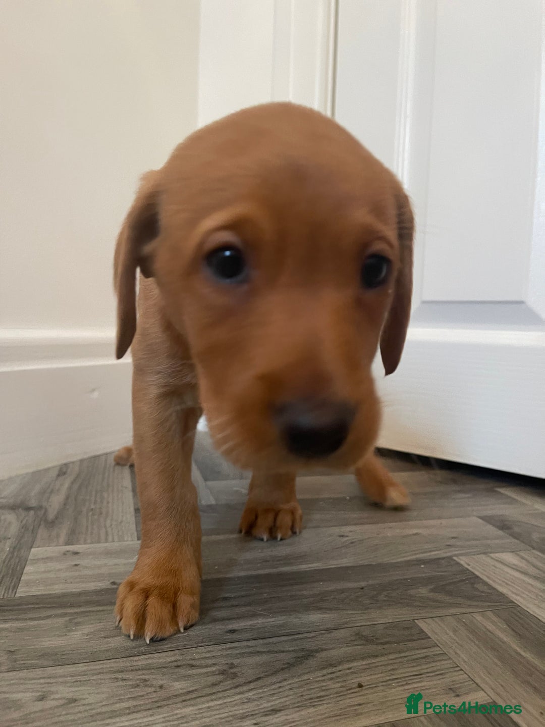 Labrador Retriever dogs for sale: Red Fox Labrador Puppies  - Image 7