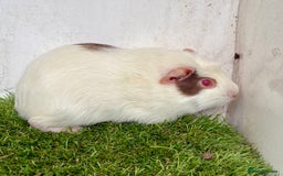 Guinea Pig rodents for sale: Super calm and friendly female guinea pigs  - Image 23