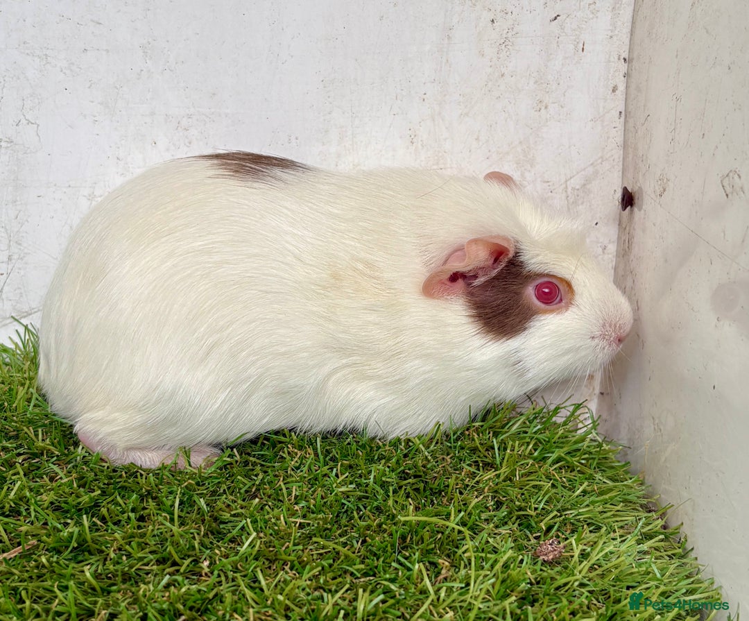 Guinea Pig rodents for sale: Super calm and friendly female guinea pigs  - Image 23