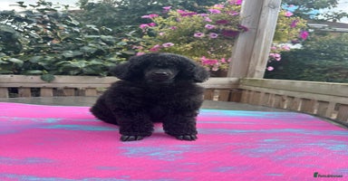 Miniature Poodle dogs - Advert 11