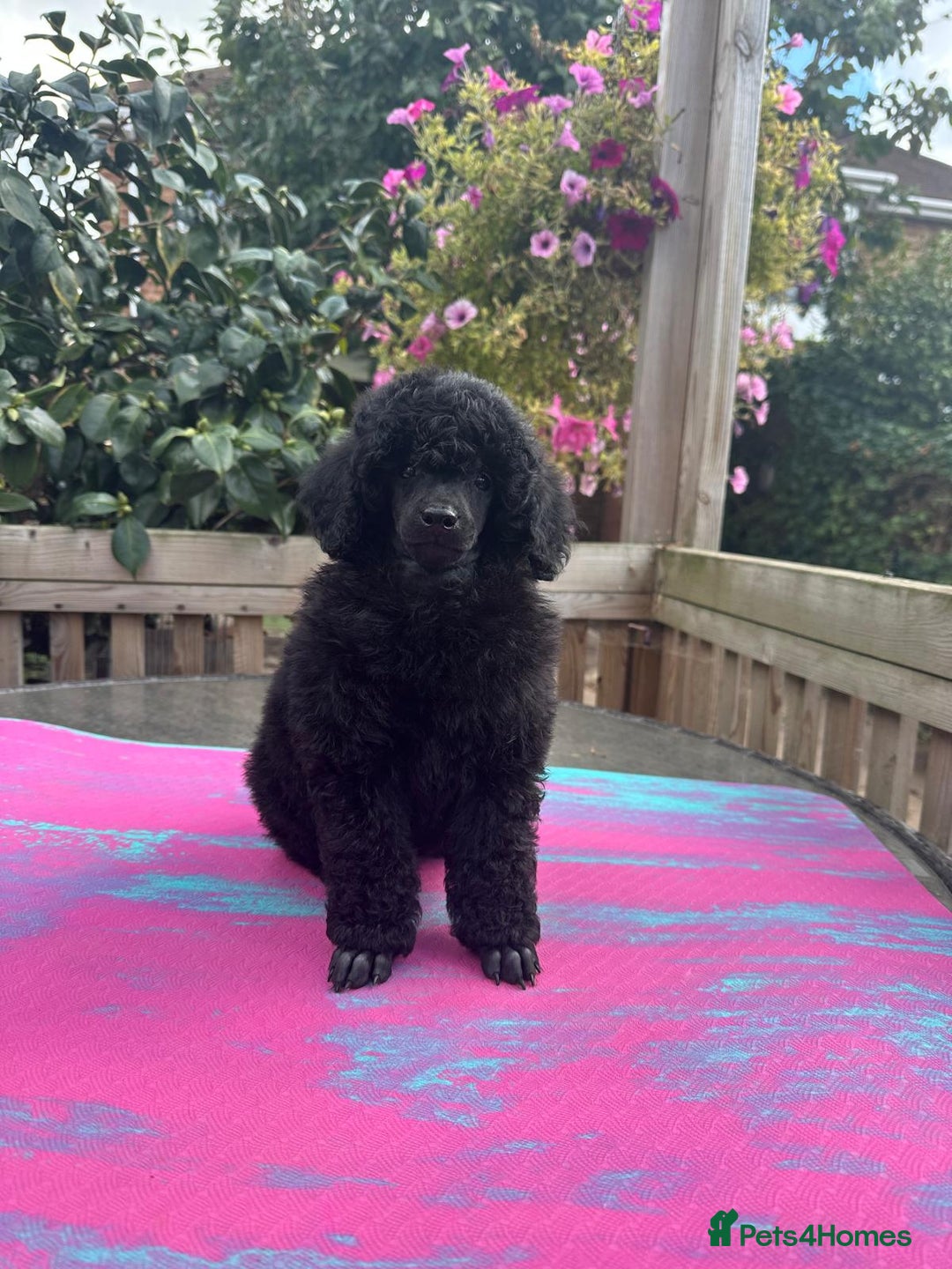 Miniature Poodle dogs for sale: Signature Miniature Poodle Puppies - Image 3