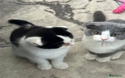 Scottish Fold cats for sale: Kittens  - Image 14