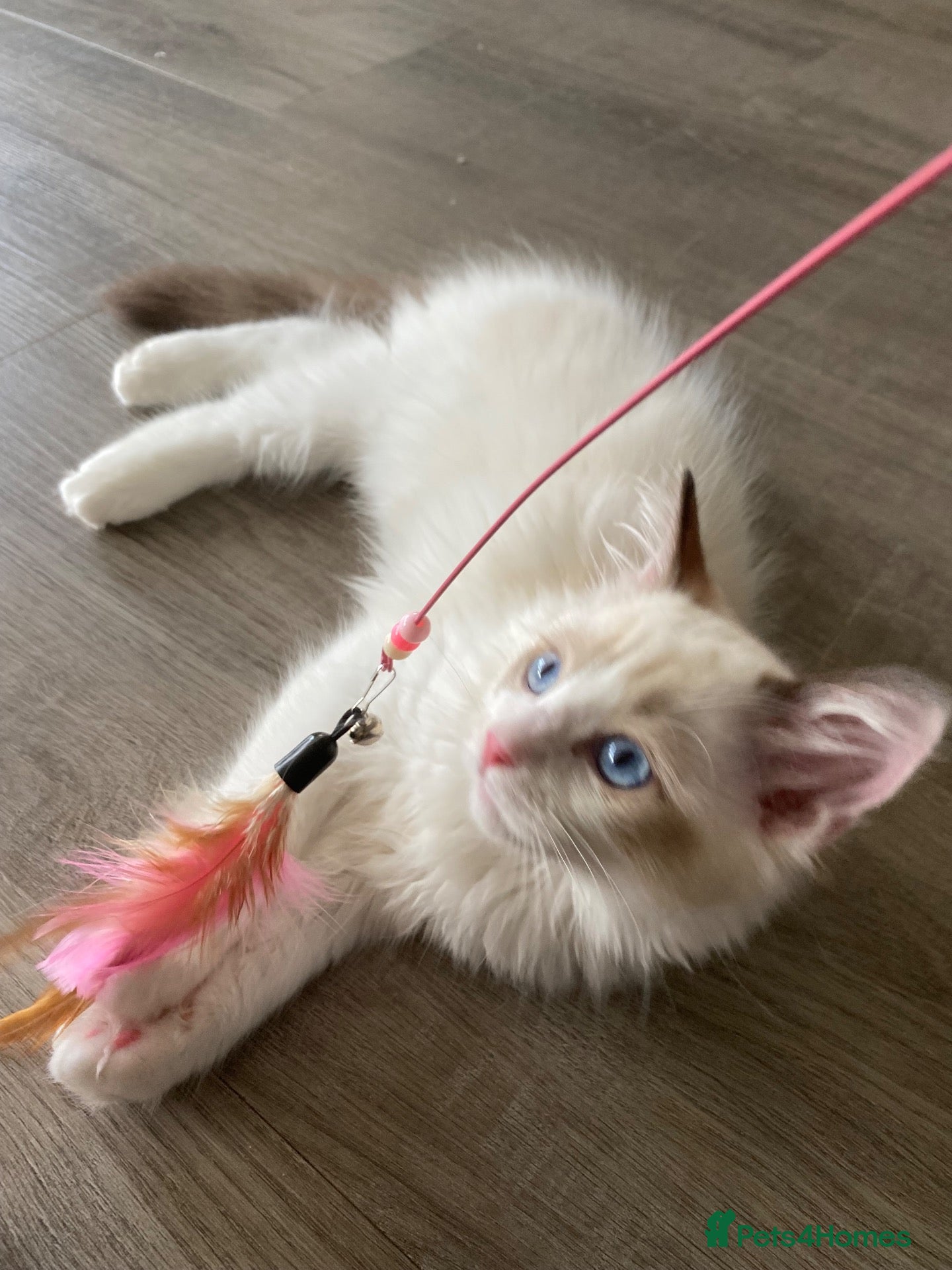 Ragdoll cats TICA REGISTERED PUREBRED RAGDOLL KITTENS AVAILABLE - Advert 12