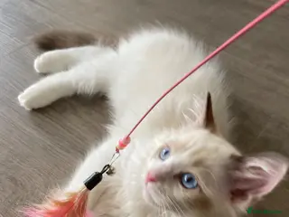 Ragdoll cats TICA REGISTERED PUREBRED RAGDOLL KITTENS AVAILABLE - Advert 12