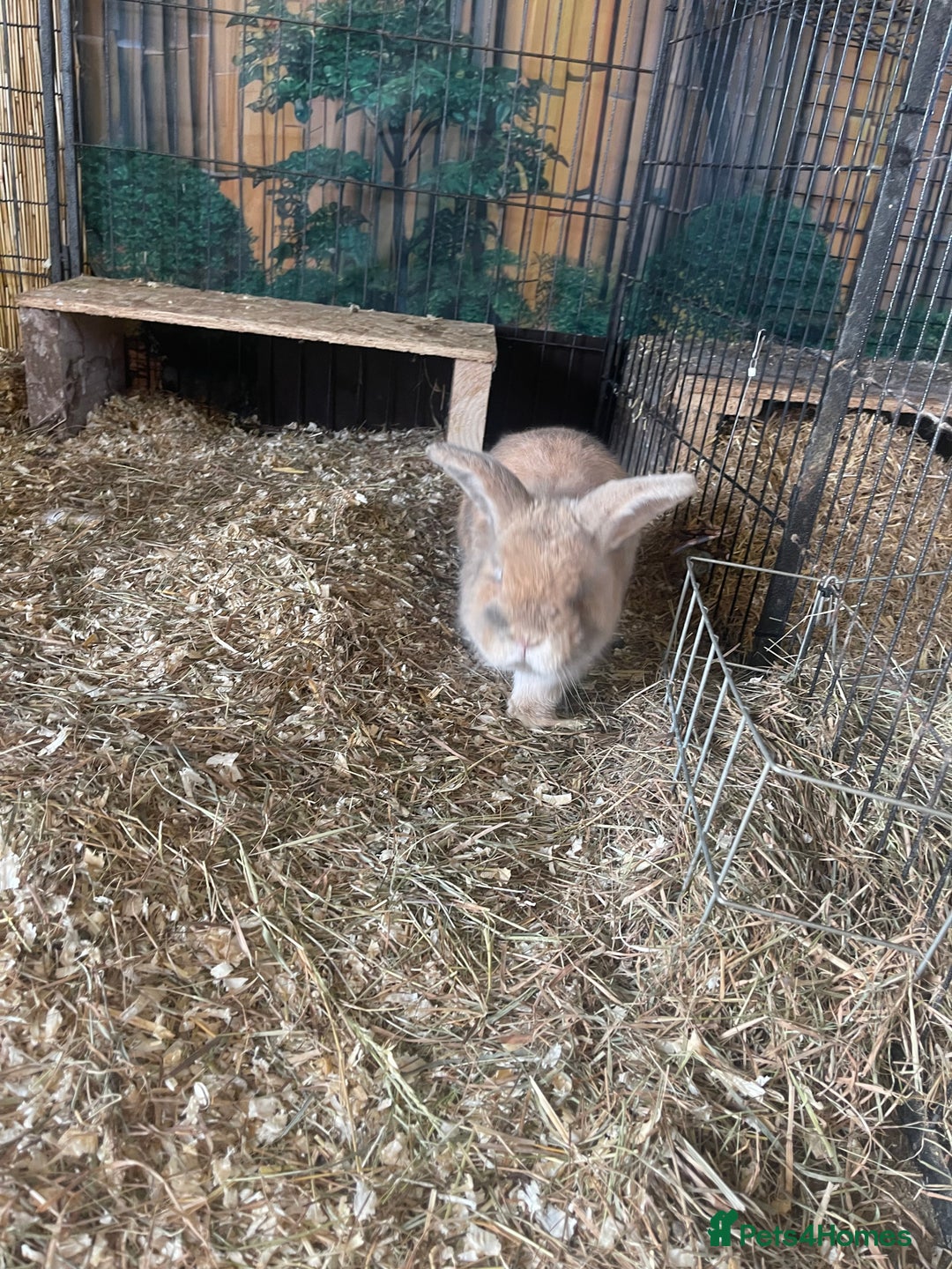 Mini Lop rabbits for sale: Mini lops - Advert 7