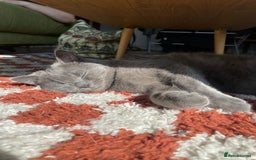 Scottish Fold cats for sale: Perfect Scottish straight girl  - Image 6