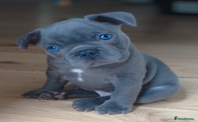 French Bulldog dogs - Advert 2