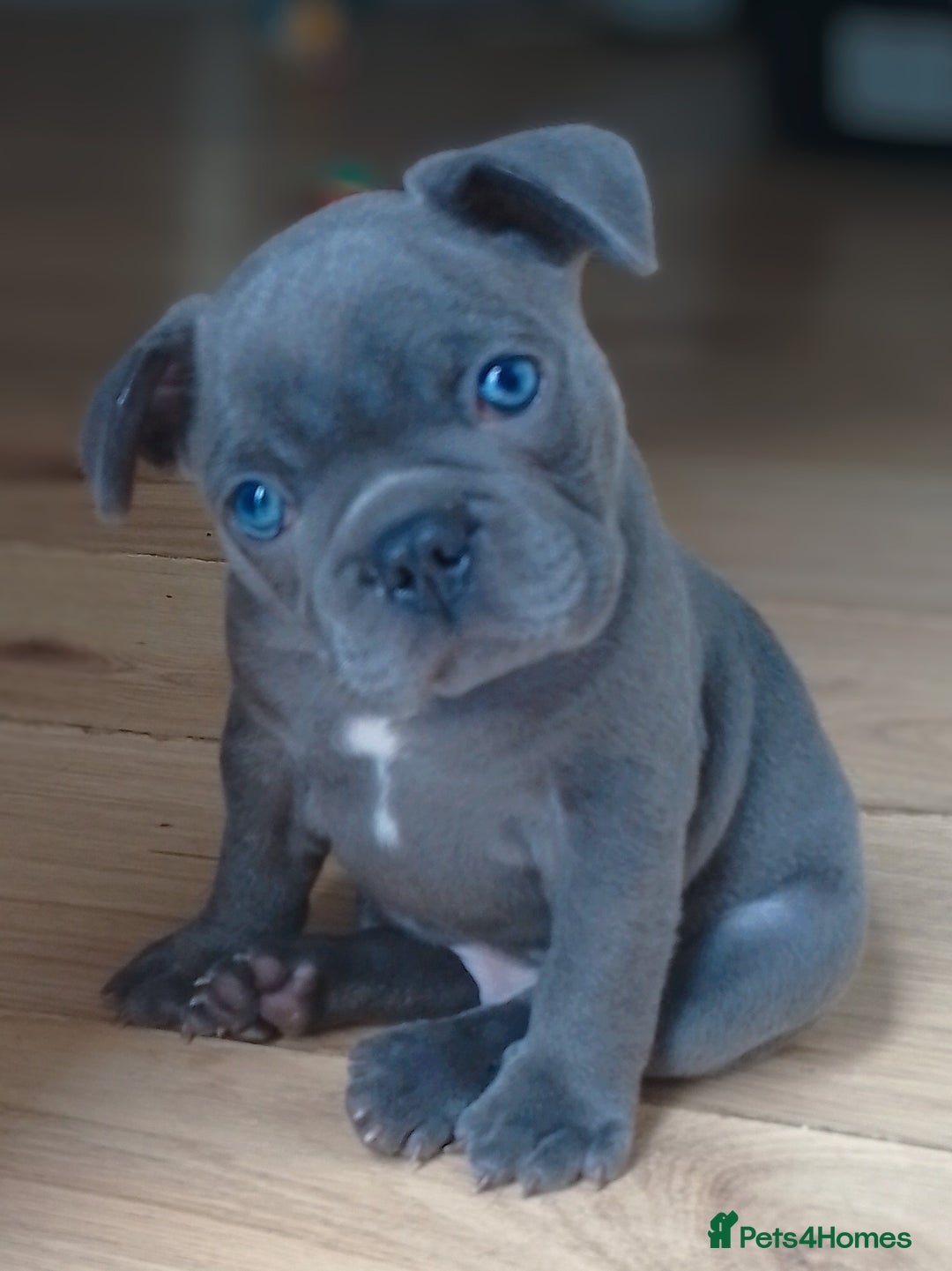 Pets4homes Blue French Bulldog Puppies For Sale Near Me Blue