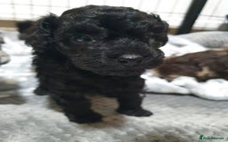 Toy Poodle dogs for sale: Gorgeous toypoodles - Image 5