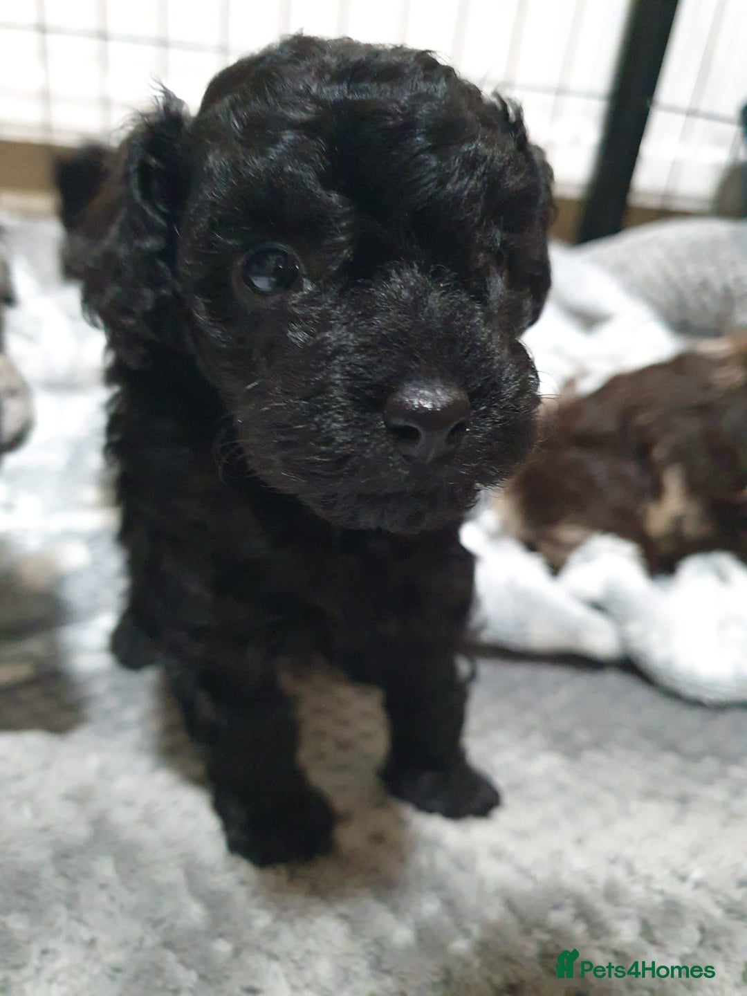 Toy Poodle dogs for sale: Gorgeous toypoodles - Image 5