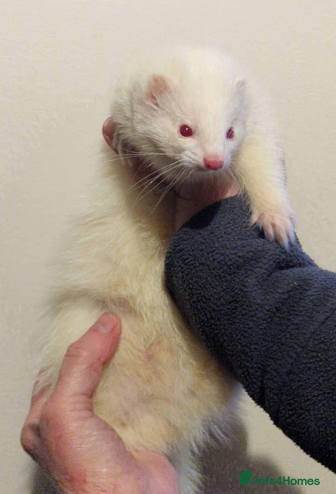 Ferret rodents for sale: Micro ferret hob - Advert 2
