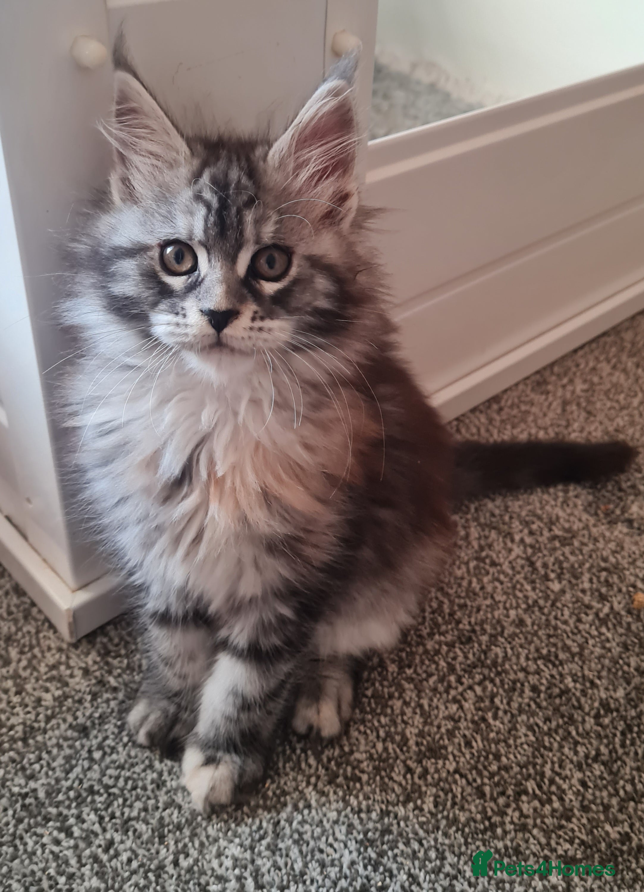 Maine Coon cats Pedigree Mainecoon Female - Advert 14