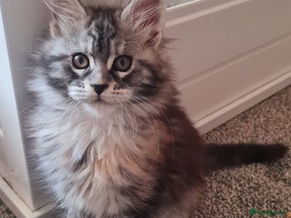 Maine Coon cats Pedigree Mainecoon Female - Advert 14