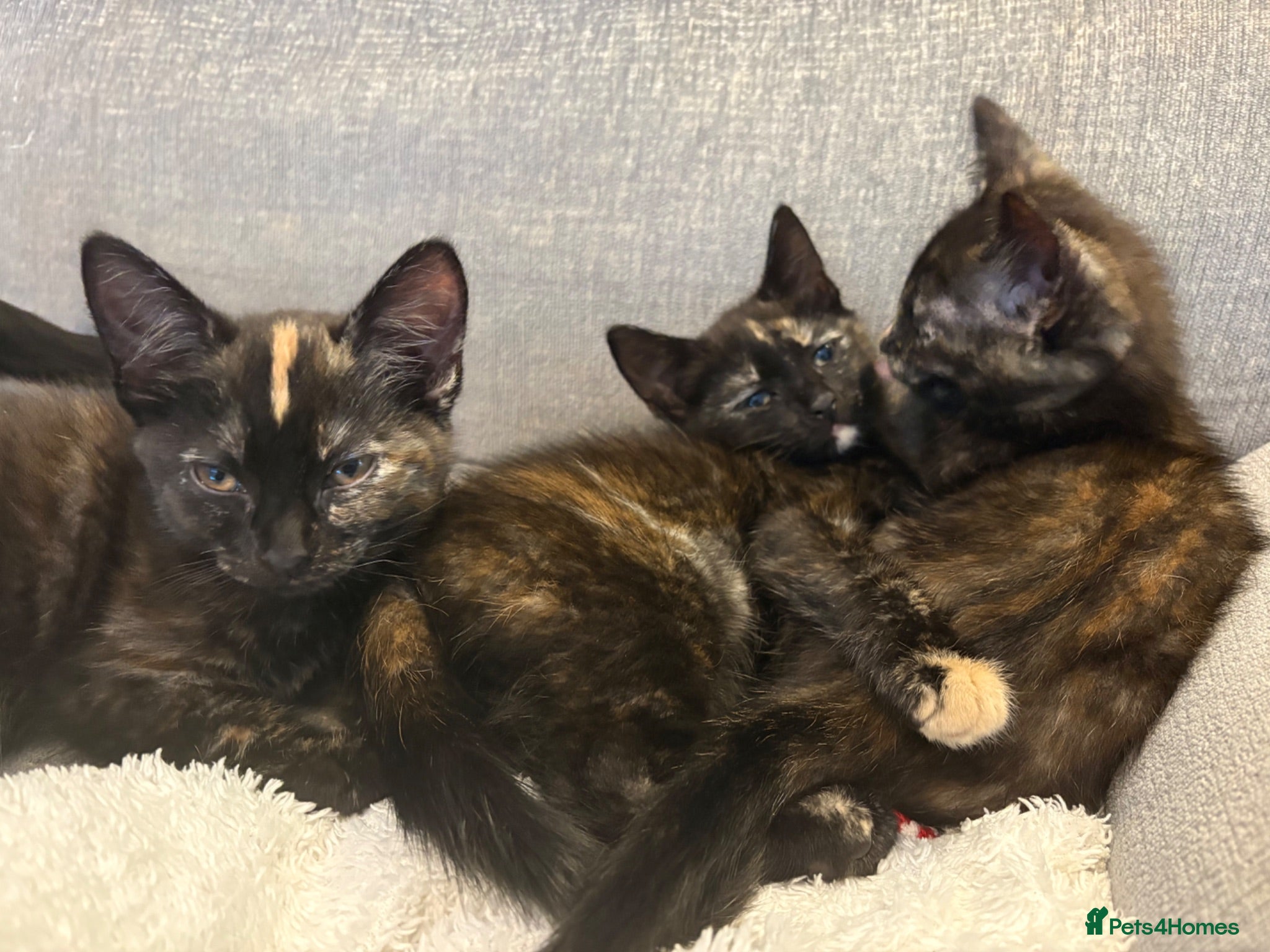 Mixed Breed cats 3 Gorgeous Girls available  - Advert 6