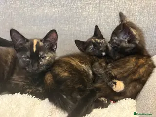 Mixed Breed cats 3 Gorgeous Girls available - Advert 6