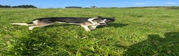 Border Collie dogs for sale: Beautiful Border Collie - Advert 9