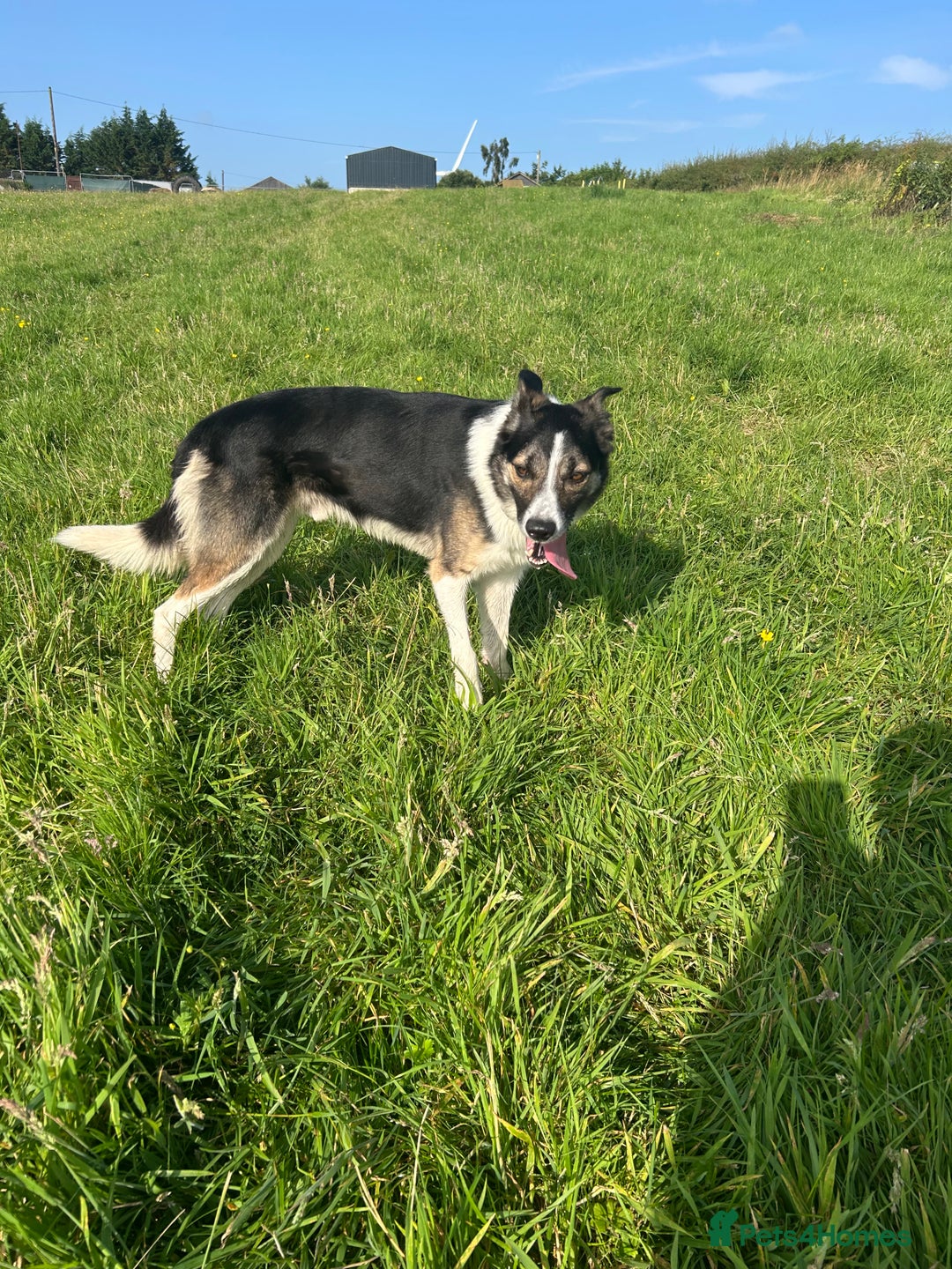 Border Collie dogs for sale: Beautiful Border Collie - Advert 9