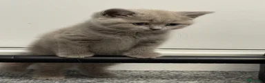 British Shorthair Boy - Petey