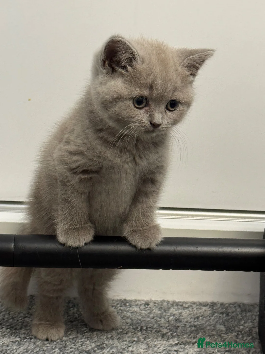 British Shorthair cats for sale: Ready to be adopted full lilac bsh kittens - Advert 2