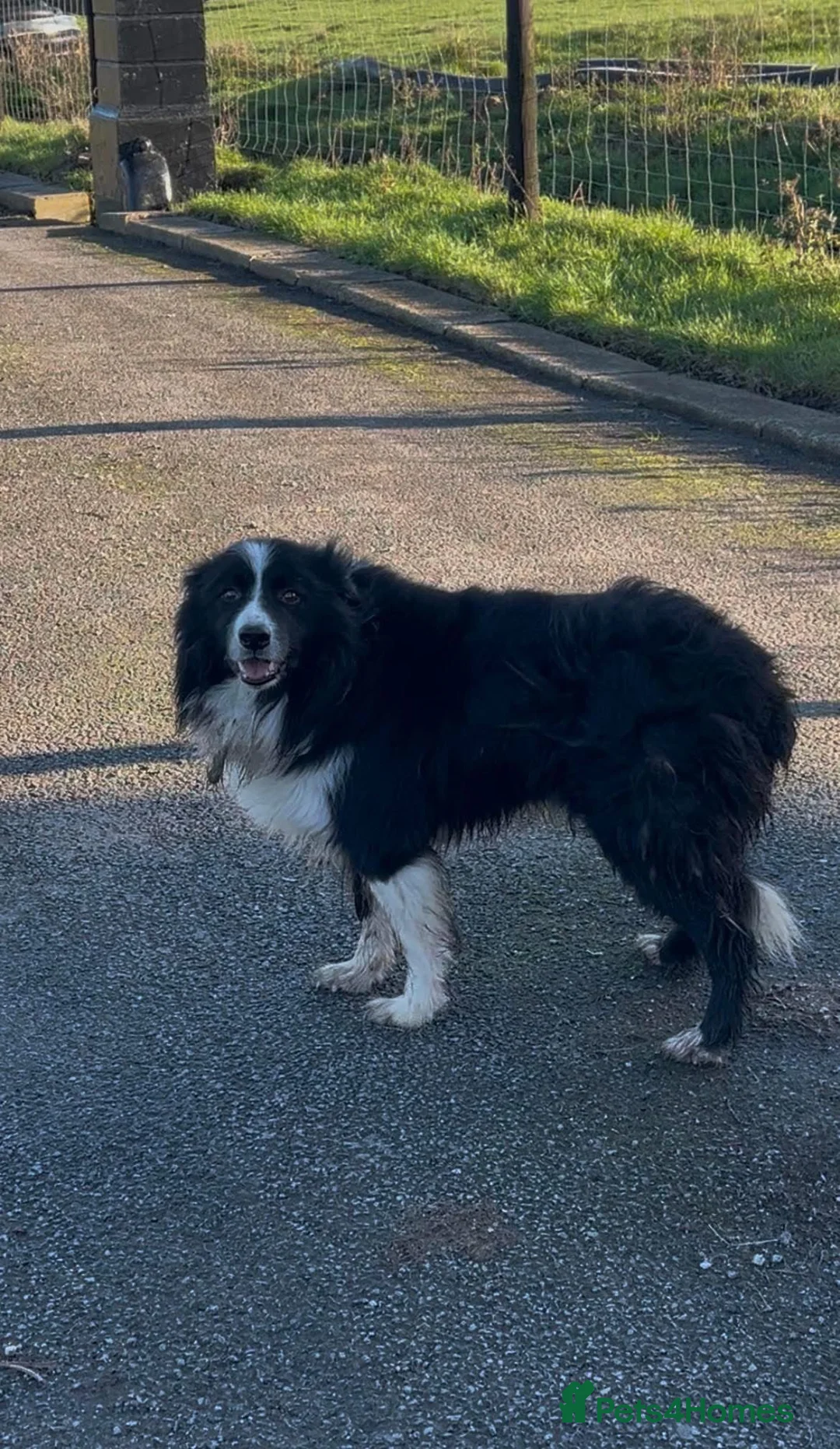 Border Collie dogs for sale: Stunning collies from working parents  - Advert 17