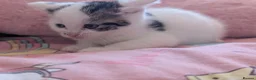Domestic Shorthair cats for sale: Kittens  - Advert 7