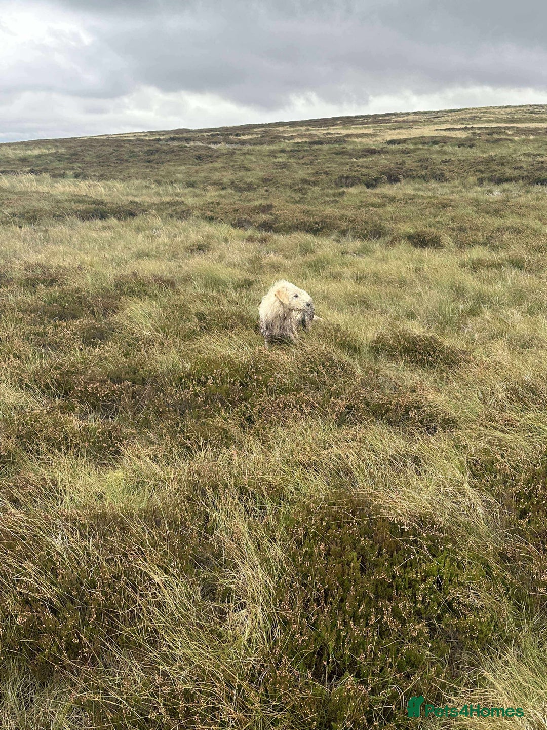 Mixed Breed dogs for sale: Stunning Labrador Pointer Puppies – Ready to go - Advert 21