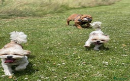 Shih Tzu dogs for sale: Coco & Mia (Not puppies)  - Image 2