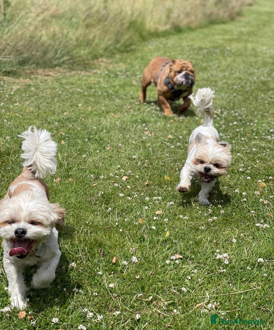 Shih Tzu dogs for sale: Coco & Mia (Not puppies)  - Image 2