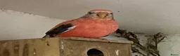 Finches birds for sale: Rosa bourkes parakeet, diamond doves, zebra finch - Advert 5