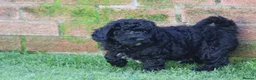 Cavapoochon dogs for sale: Beautiful Cavapoochon puppies for sale - Advert 9