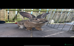 Continental Giant rabbits for sale: Continental giant male  - Image 2