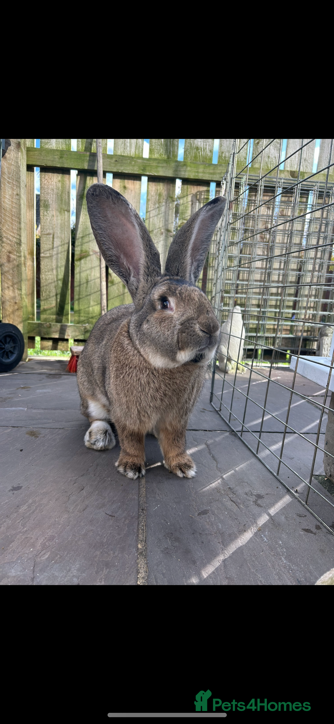 Continental Giant rabbits for sale: Continental giant male  - Image 2