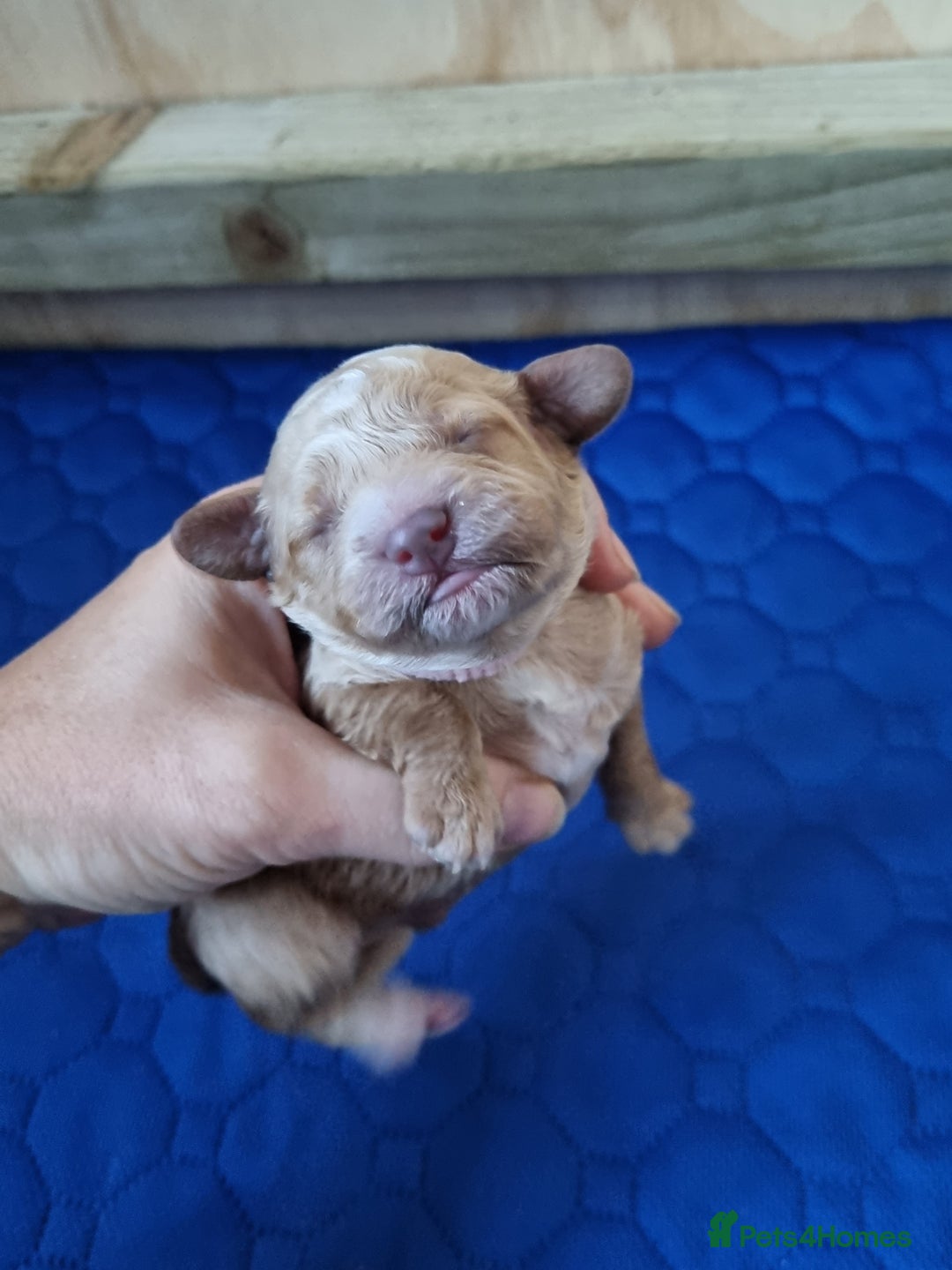 Miniature Poodle dogs for sale: Championline Miniature Poodle exceptional puppy. - Advert 16