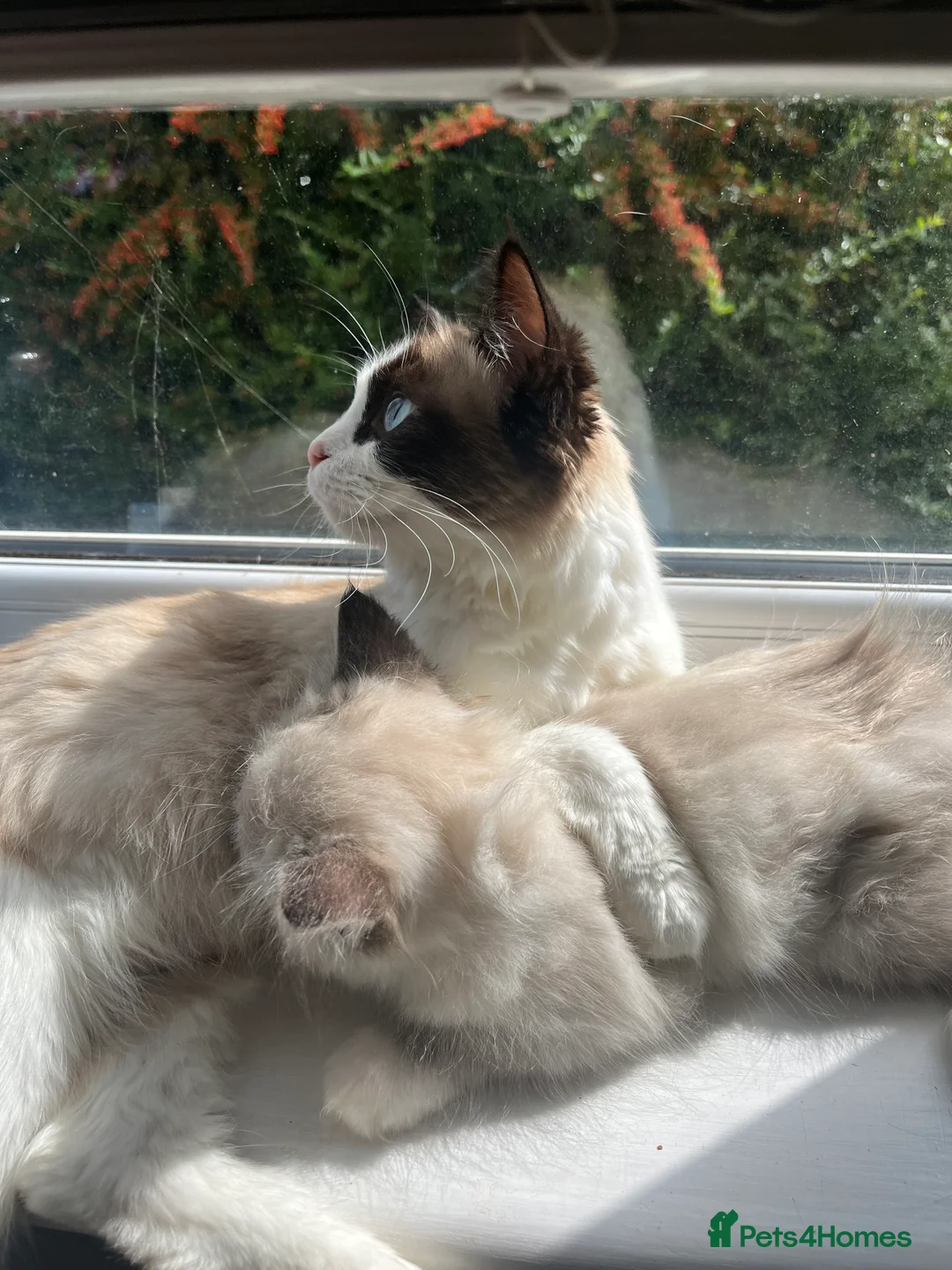 Ragdoll cats for sale: Beautiful Ragdoll Boy is looking for new home 🤍 - Advert 6