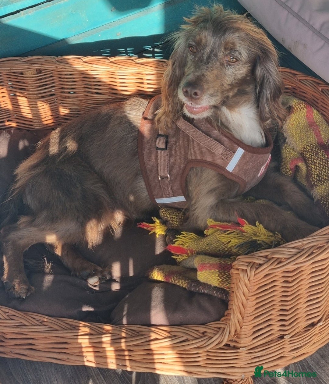 Cocker Spaniel dogs for sale: 🐶PRA FA HEALTH TESTED Show Cocker Spaniels Ready - Image 28